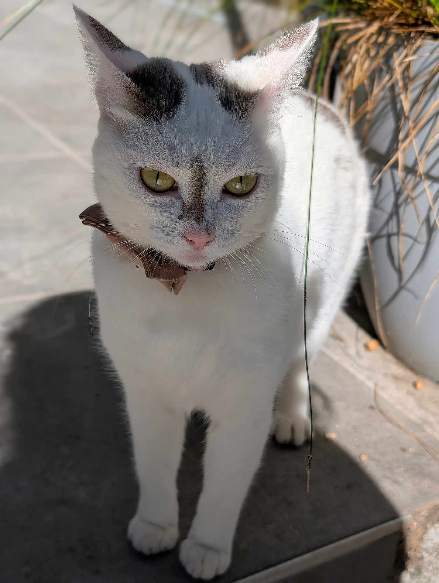 Shakti a rejoint le concours — aidez-le/la à gagner de superbes lots ! cat, white_cat, animal, pet, collar, outdoor, sunlight, shadow, floor, tile, plant, pot, curious, feline, whiskers, ears, face, eyes, paws, standing
