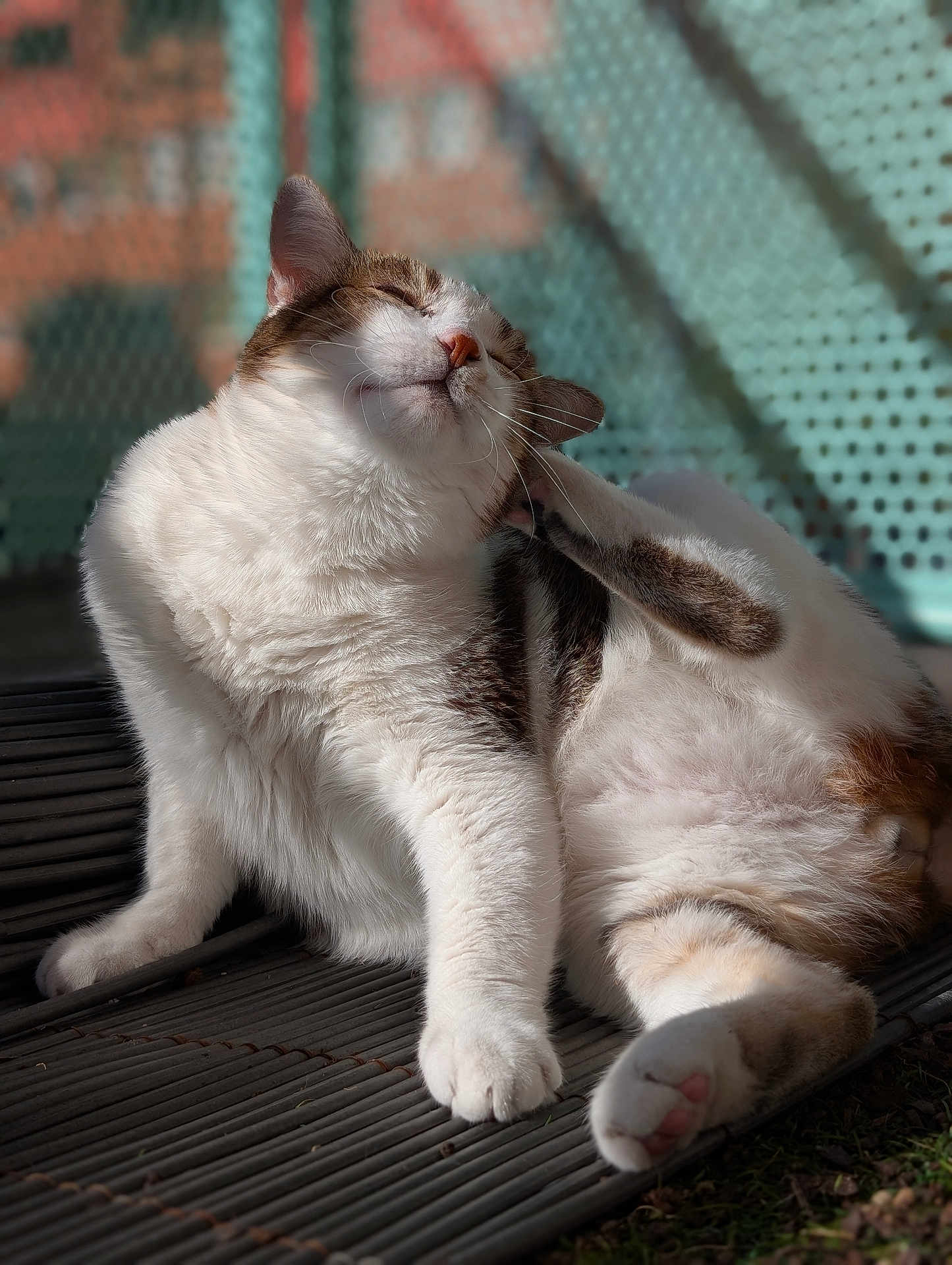 Albert joined the competition — help win amazing prizes! cat, scratching, white_fur, brown_fur, pink_nose, whiskers, relaxed, sunlight, outdoor, mat, paw, blurred_background, feline, pet, cute, closeup, animal, happy, nature, domestic_animal