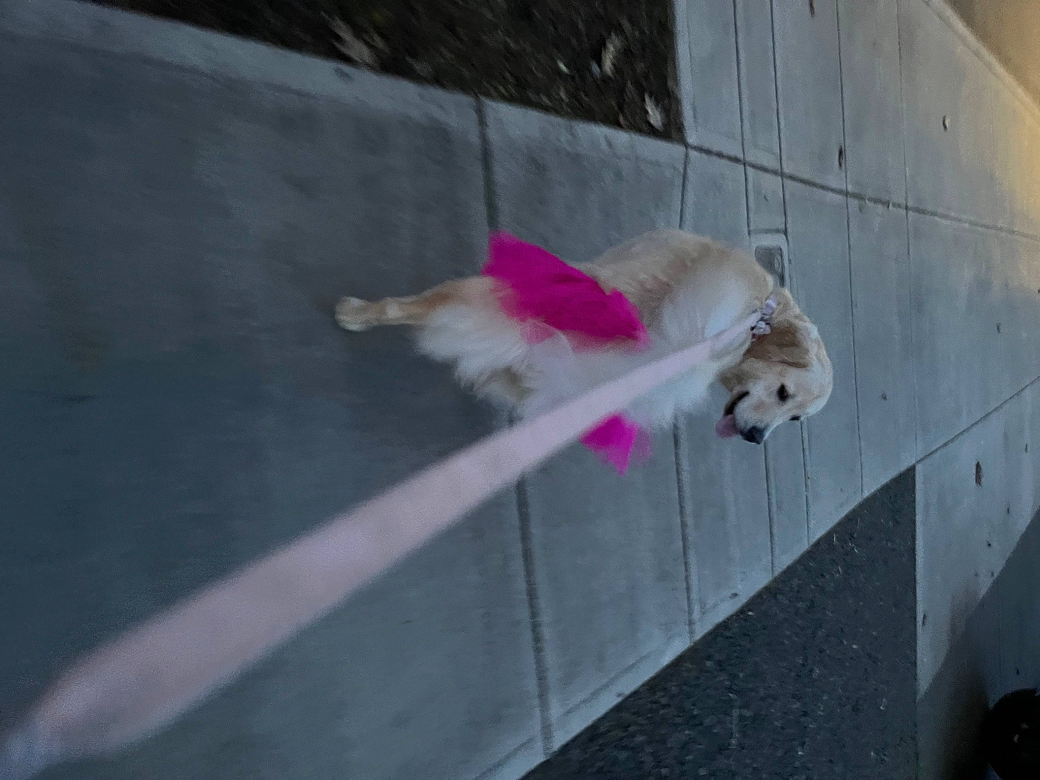 Arie joined the competition — help win amazing prizes! asphalt, canidae, carnivore, collar, companion_dog, dog, dog_breed, dog_supply, fawn, fur, leash, magenta, pet_supply, road_surface, sidewalk, snout, sporting_group, tail, toy_dog, wood