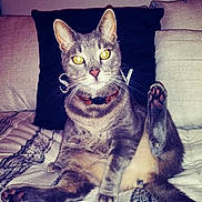 Cooper is registered to the contest to win money with this photo: animal, bed, bedroom, blanket, cat, collar, furry, indoor, lying_down, paw, pet, pillows, playful, portrait, raised_paw, relaxed, sitting, tabby, whiskers, yellow_eyes
