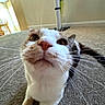 cat, pet, animal, feline, white_cat, orange_patches, whiskers, close_up, portrait, curious, indoors, home, carpet, lying_down, green_eyes, pink_nose, fur, domestic_animal, funny_expression, photography