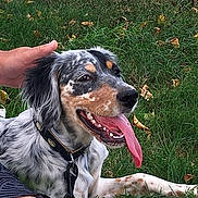 Phybie participe au concours pour gagner de l'argent avec cette photo : animal, canine, collar, companionship, dog, ears, friendly, fur, grass, hand, happy, leash, nature, outdoor, pet, playing, relaxed, summer, tongue, tongue_out
