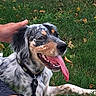 animal, canine, collar, companionship, dog, ears, friendly, fur, grass, hand, happy, leash, nature, outdoor, pet, playing, relaxed, summer, tongue, tongue_out