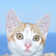 Romeo participe au concours pour gagner de l'argent avec cette photo : cat, kitten, orange_and_white, close_up, face, ears, whiskers, eyes, nose, outdoor, sky, blue_sky, blurred_background, animal, pet, curious, young, portrait, feline, cute