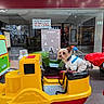 amusement, bright_lighting, dog, floor, glass_window, green, indoor, kiddie_ride, leash, mannequin, pet, red, reflection, seat, shopping_mall, storefront, sweater, toy_car, yellow, yorkshire_terrier