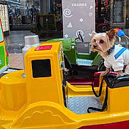 Zeus is registered to the contest to win money with this photo: arcade, dog, dog_clothes, fur, green_car, indoor, kiddie_ride, leash, mall, pet, red_car, reflection, seated, shopping_mall, small_dog, storefront, tiled_floor, toy_car, yellow, yorkshire_terrier