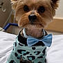 Zeus joined the competition — help win amazing prizes! dog, small_dog, yorkshire_terrier, bow_tie, blue_bow_tie, sweater, animal_clothing, pet, cute, indoors, bed, white_bed, fur, ears, face, portrait, looking, sitting, animal, pet_fashion