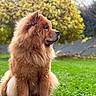 dog, fluffy, brown_fur, long_hair, profile, sitting, outdoor, garden, grass, autumn, trees, nature, animal, pet, muzzle, ears, mane, portrait, side_view, daylight