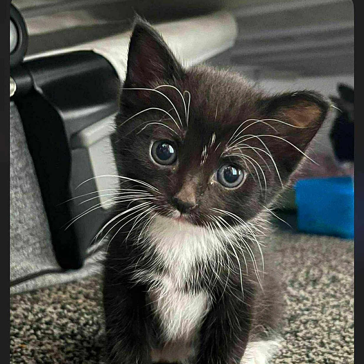 Salem is registered to the contest to win money with this photo: animal, black_and_white, carpet, cat, close_up, curious, cute, domestic, eyes, feline, fur, indoor, kitten, paw, pet, portrait, sitting, small, whiskers, young