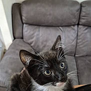 Salem is registered to the contest to win money with this photo: animal, black_and_white, cat, closeup, couch, curious, cute, domestic, eyes, fur, furniture, indoor, kitten, lap, paws, person, pet, soft, whiskers, young