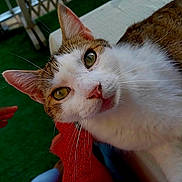 Pixel participe au concours pour gagner de l'argent avec cette photo : cat, close_up, green_eyes, whiskers, fur, pet, curious, animal, domestic_cat, face, portrait, resting, red_texture, white_fur, brown_fur, indoor, hand, looking, background, fabric