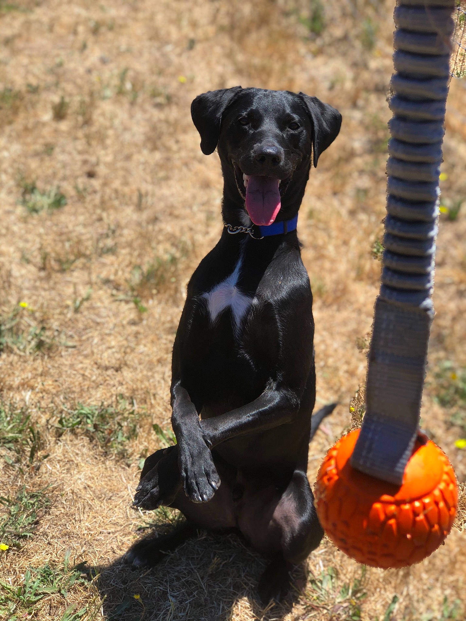 Easton joined the competition — help win amazing prizes! canidae, carnivore, dog, dog_breed, field_trial, flat_coated_retriever, hunting_dog, labrador_retriever, pointing_breed, retriever, sporting_group