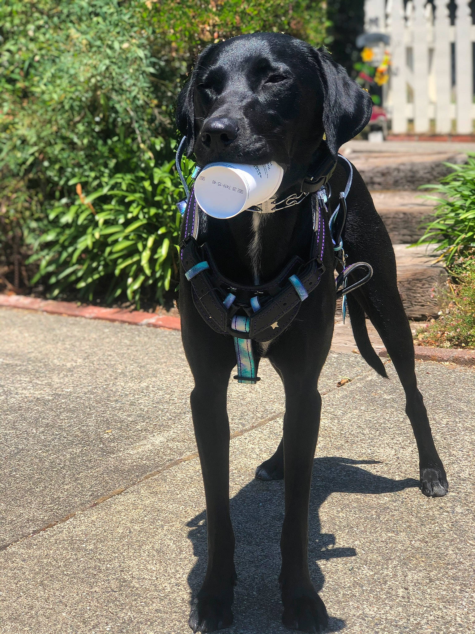 Easton joined the competition — help win amazing prizes! borador, canidae, carnivore, collar, companion_dog, dog, dog_breed, dog_collar, flat_coated_retriever, hunting_dog, labrador_retriever, leash, obedience_training, pointer, pointing_breed, rare_breed_dog, retriever, snout, sporting_group, tail