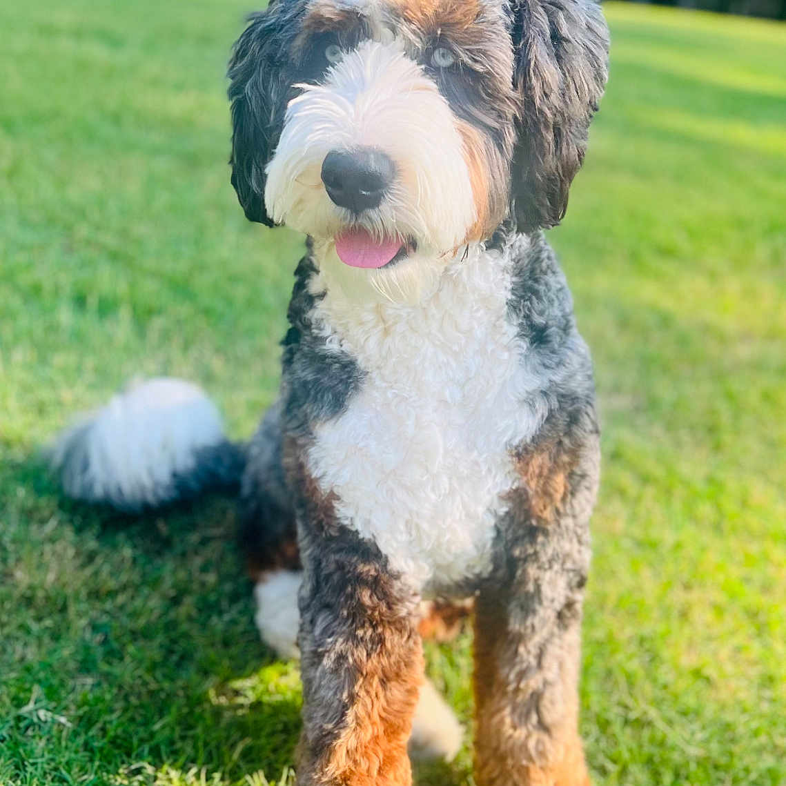 Goose is registered to the contest to win money with this photo: animal, ball, canine, dog, field, football, grass, grassland, lawn, nature, outdoors, park, pet, plant, poodle, puppy, soccer, soccerball, sport, terrier