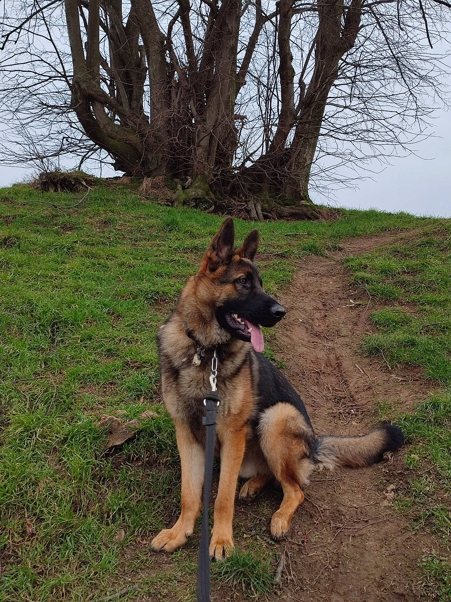 Denver participe au concours pour gagner de l'argent avec cette photo : canidae, carnivore, dog, dog_breed, east_european_shepherd, fawn, german_shepherd_dog, grass, herding_dog, king_shepherd, old_german_shepherd_dog, plant, sky, snout, sporting_group, tail, terrestrial_animal, tree, vehicle, working_animal