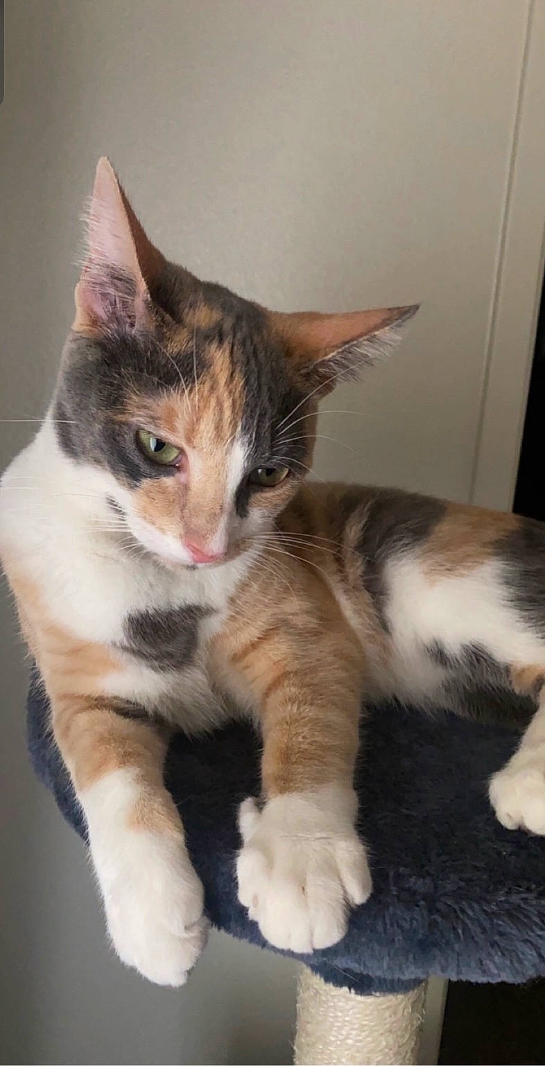 Cupcake joined the competition — help win amazing prizes! carnivore, cat, claw, comfort, domestic_short_haired_cat, felidae, fur, paw, small_to_medium_sized_cats, snout, tail, terrestrial_animal, whiskers