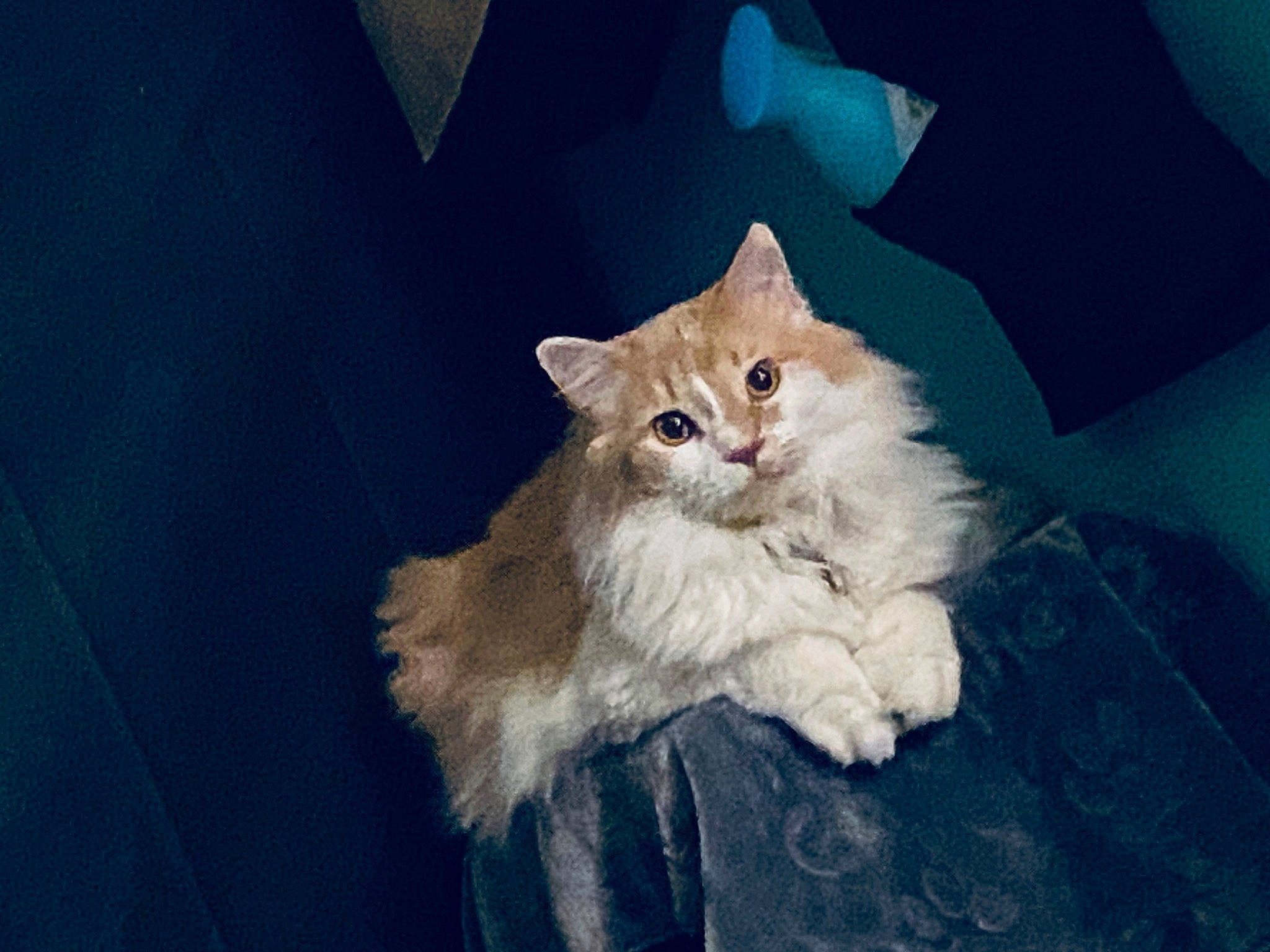 Gus joined the competition — help win amazing prizes! carnivore, cat, claw, comfort, domestic_short_haired_cat, electric_blue, eye, fashion_accessory, fawn, felidae, fur, paw, sitting, small_to_medium_sized_cats, snout, tail, terrestrial_animal, whiskers