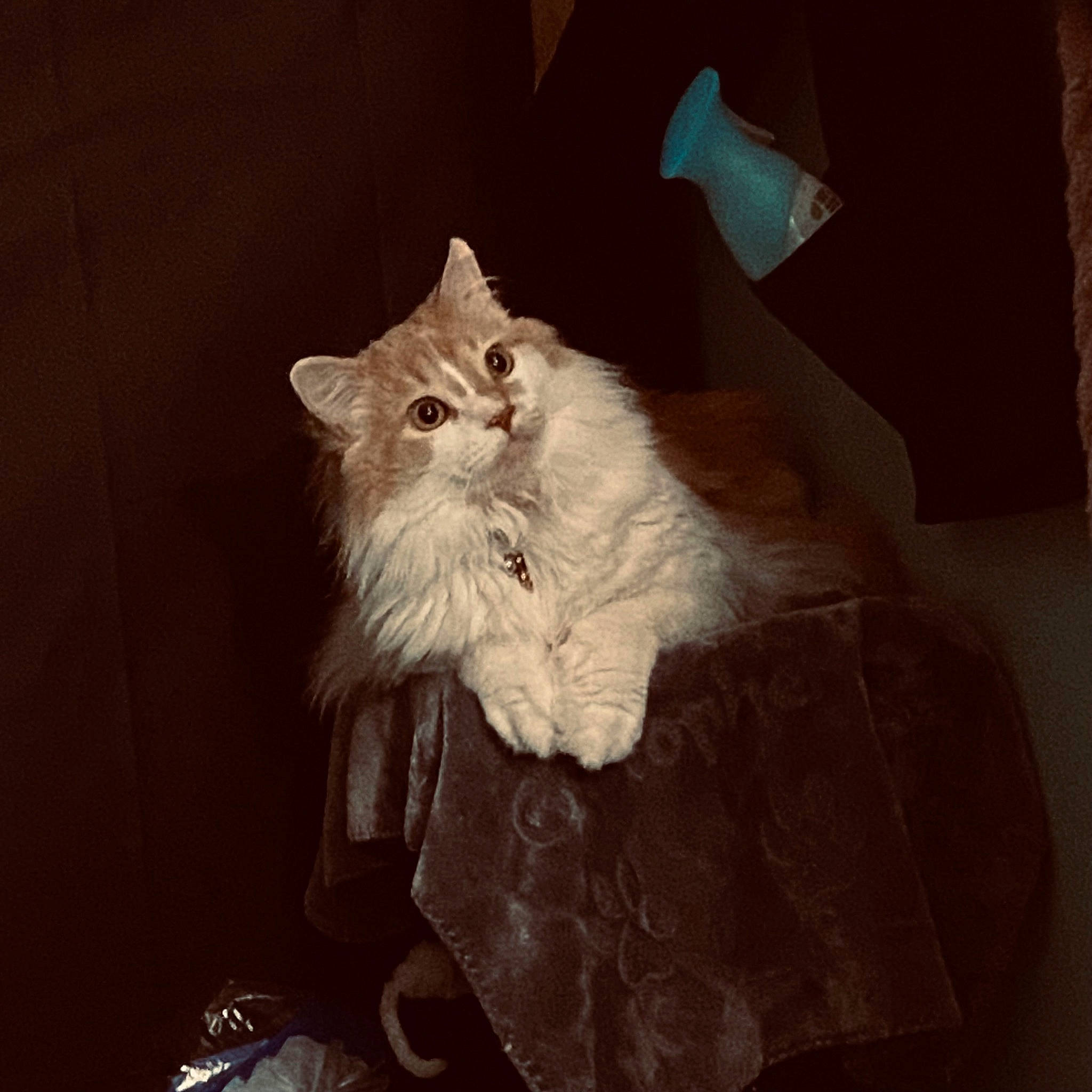Gus is registered to the contest to win money with this photo: british_longhair, carnivore, cat, comfort, darkness, fawn, felidae, fur, paw, plant, small_to_medium_sized_cats, tail, terrestrial_animal, whiskers
