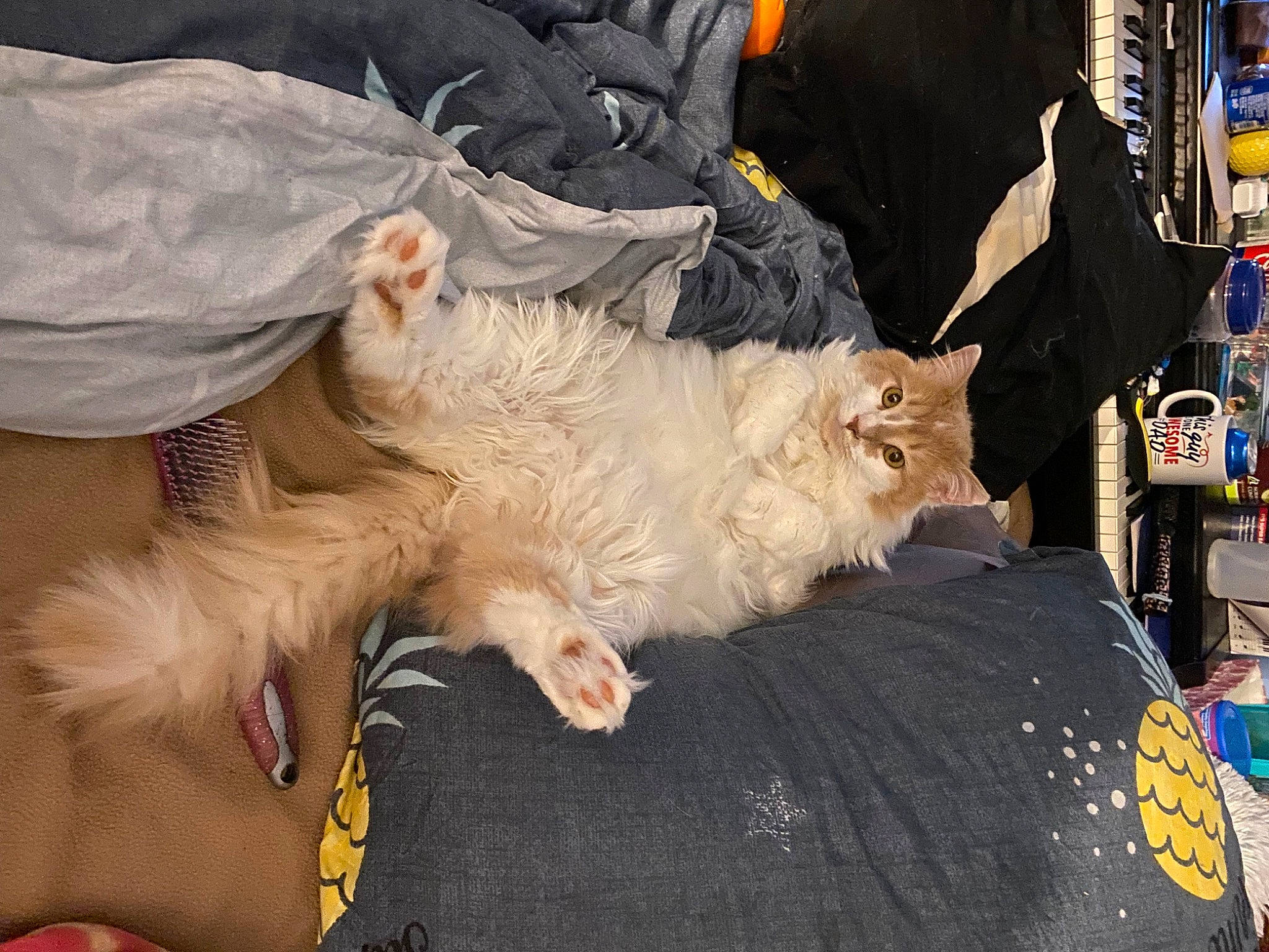 Gus joined the competition — help win amazing prizes! bag, canidae, carnivore, cat, claw, comfort, companion_dog, dog_breed, domestic_short_haired_cat, felidae, fur, lap, nap, paw, sleep, small_to_medium_sized_cats, sporting_group, tail, whiskers