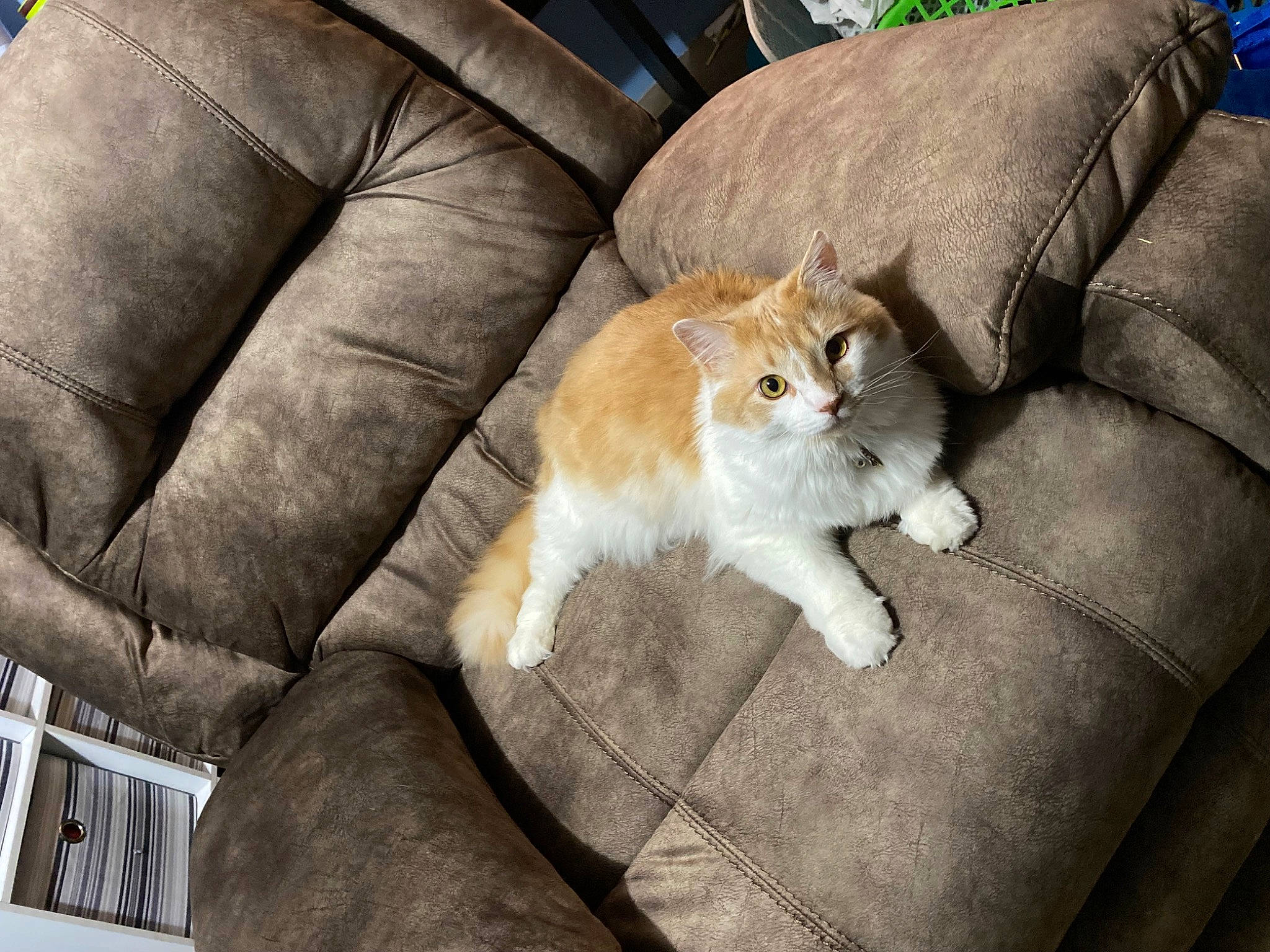 Gus is registered to the contest to win money with this photo: brown, carnivore, cat, comfort, companion_dog, couch, domestic_short_haired_cat, fawn, felidae, fur, human_leg, lap, paw, plant, sitting, small_to_medium_sized_cats, tail, whiskers, window, wood