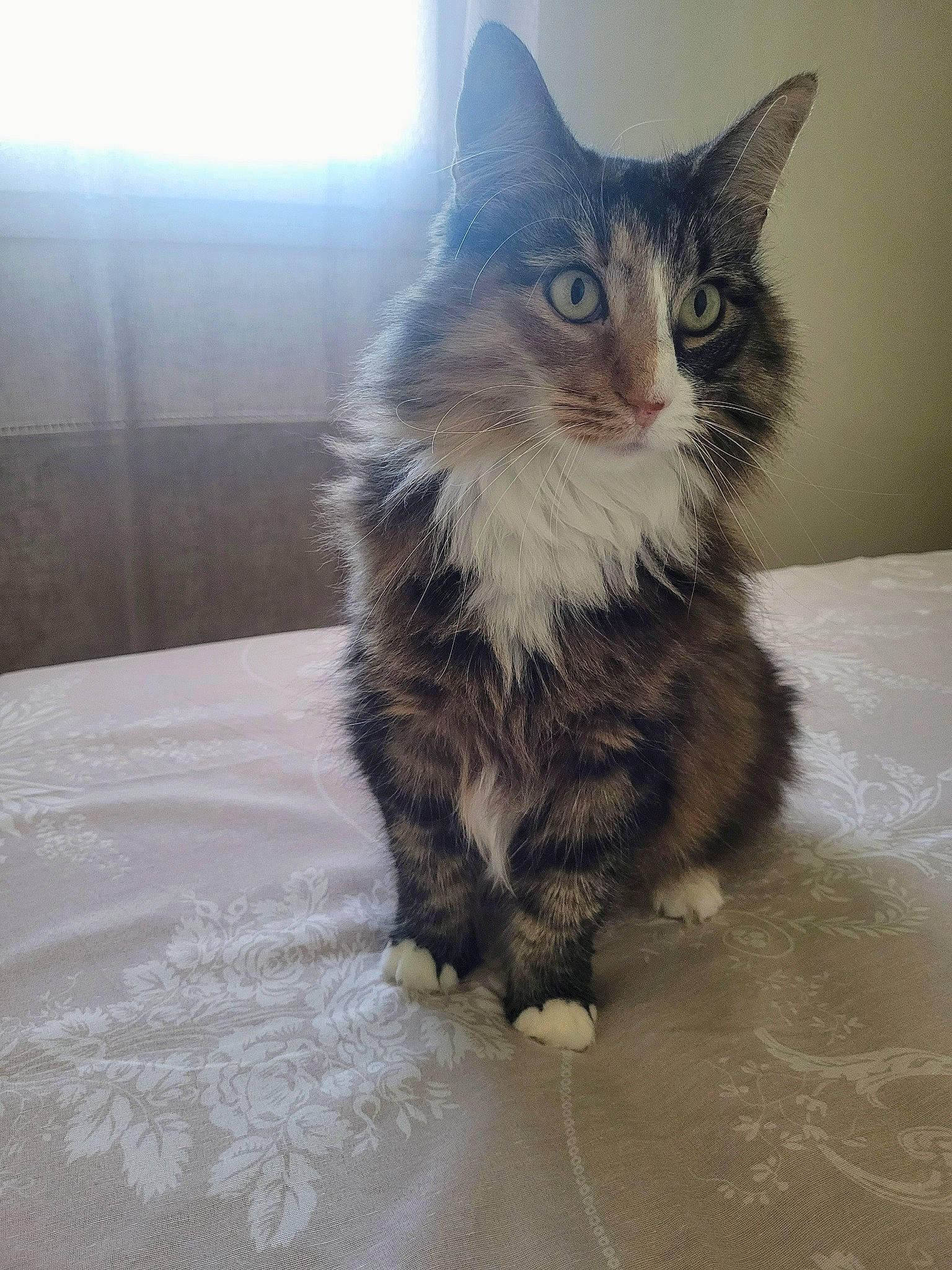 Lila a rejoint le concours — aidez-le/la à gagner de superbes lots ! carnivore, cat, claw, domestic_short_haired_cat, eye, felidae, flooring, fur, maine_coon, paw, sitting, sky, small_to_medium_sized_cats, snout, tail, terrestrial_animal, whiskers, wood