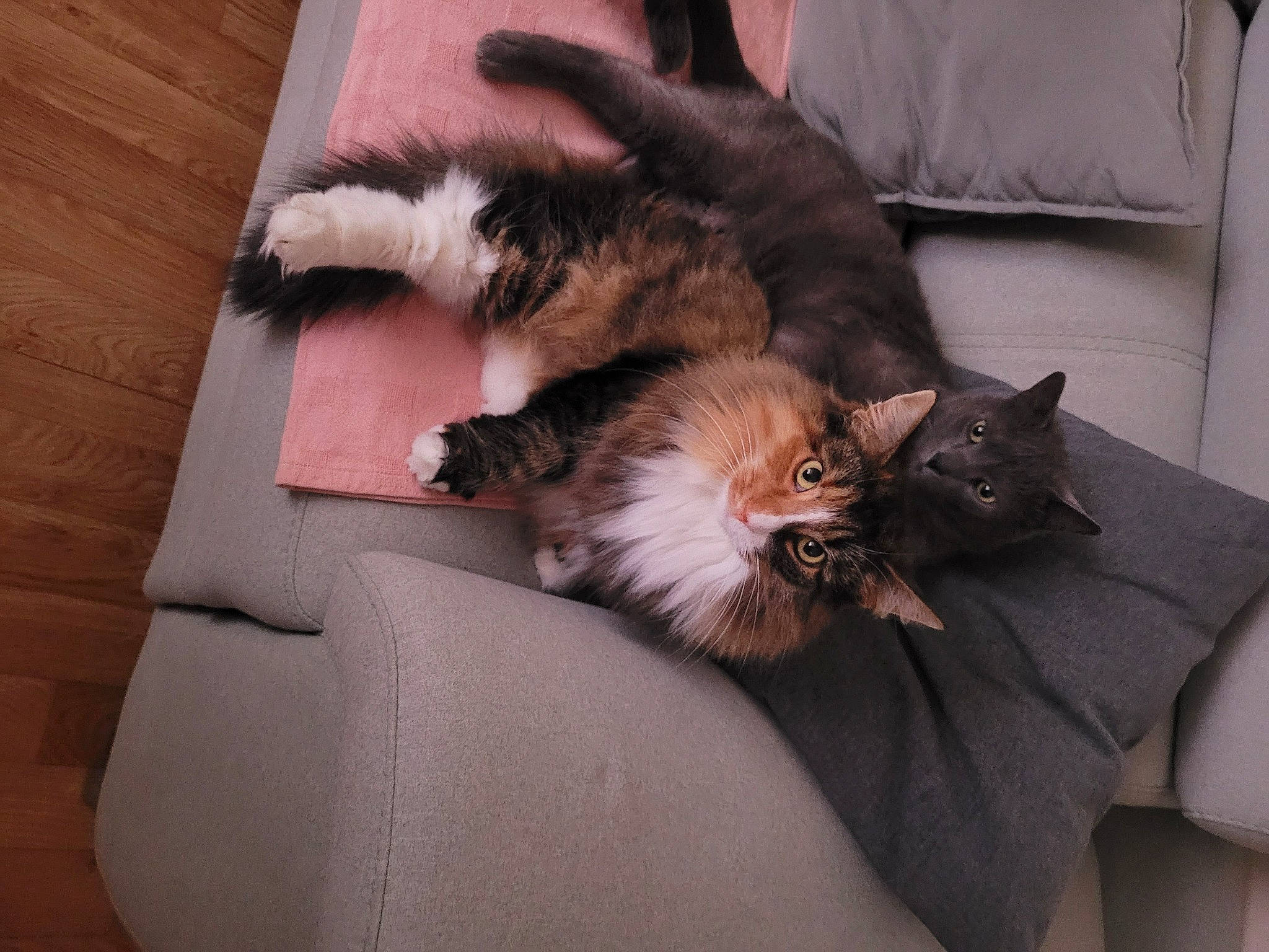 Lila a rejoint le concours — aidez-le/la à gagner de superbes lots ! canidae, carnivore, cat, claw, comfort, companion_dog, couch, dog_breed, domestic_short_haired_cat, fawn, felidae, fur, hardwood, living_room, nap, paw, small_to_medium_sized_cats, tail, whiskers, wood