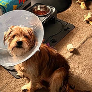 Simmie is registered to the contest to win money with this photo: dog, cone, pet, carpet, food_bowl, toy, indoor, animal, brown_fur, plastic_collar, recovery, sitting, cute, companion, home, domestic, floor, waiting, scruffy, patient