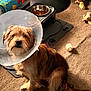 dog, cone, pet, carpet, food_bowl, toy, indoor, animal, brown_fur, plastic_collar, recovery, sitting, cute, companion, home, domestic, floor, waiting, scruffy, patient