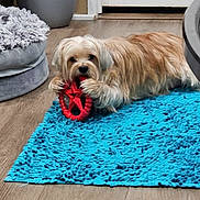 Simmie joined the competition — help win amazing prizes! animal, blue_rug, brown_and_white, cute, dog, door, home, indoor, long_hair, lying_down, pet, pet_bed, planter, playing, portrait, red_toy, shaggy_dog, small_dog, toy, wood_floor