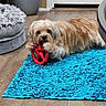 animal, blue_rug, brown_and_white, cute, dog, door, home, indoor, long_hair, lying_down, pet, pet_bed, planter, playing, portrait, red_toy, shaggy_dog, small_dog, toy, wood_floor