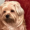 close_up, cream_colored, cute, dog, ears, eyes, face, fluffy, fur, indoors, long_hair, looking_at_camera, muzzle, nose, pet, photograph, portrait, red_background, seated, small_dog