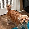 animal, blue_rug, brown_and_white, cute, dog, door, floor, fluffy, home, indoors, long_hair, looking_at_camera, pet, portrait, shaggy_dog, small_dog, standing, topknot, window, wooden_floor