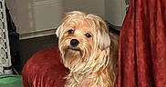 Simmie is registered to the contest to win money with this photo: animal, appliance, blanket, brown, cream_colored, cute, dog, door, floor, fluffy, front_view, home, indoors, laundry_room, long_hair, pet, portrait, red_blanket, sitting, small_dog