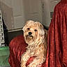 animal, appliance, blanket, brown, cream_colored, cute, dog, door, floor, fluffy, front_view, home, indoors, laundry_room, long_hair, pet, portrait, red_blanket, sitting, small_dog