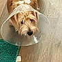 Gator joined the competition — help win amazing prizes! dog, cone, plastic_collar, scruffy, brown_dog, floor, wood_floor, rug, green_rug, pet, indoor, looking_up, animal, domestic_animal, canine, fur, muzzle, standing, flooring, close_up