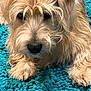 Gator joined the competition — help win amazing prizes! dog, fluffy, scruffy, fur, close_up, pet, canine, texture, turquoise, carpet, indoor, animal, cute, relaxed, laying_down, muzzle, paw, whiskers, fur_covered_eyes, cozy