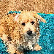Gator joined the competition — help win amazing prizes! dog, pet, fur, scruffy, cute, animal, indoor, floor, rug, turquoise, wood, chew_toy, sitting, looking, domestic, mammal, canine, companionship, home, cozy