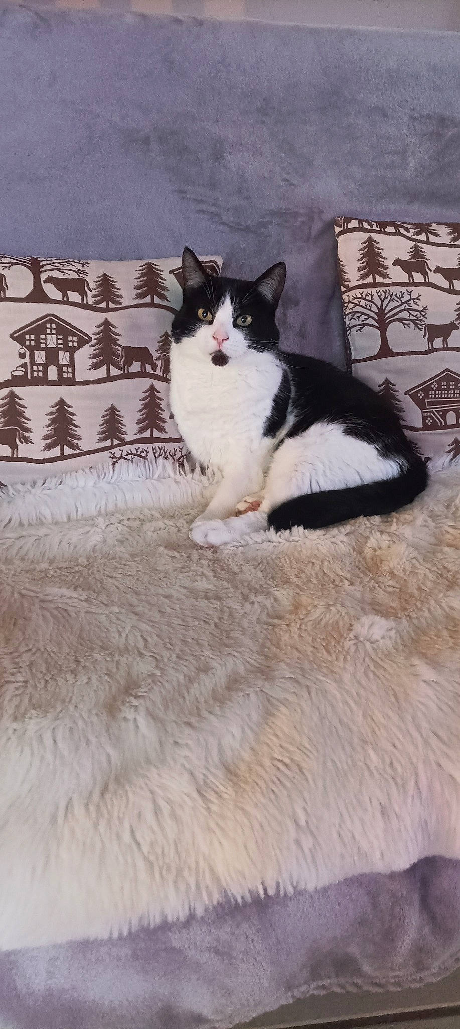 Shadow participe au concours pour gagner de l'argent avec cette photo : bedding, carnivore, cat, comfort, domestic_short_haired_cat, felidae, flooring, foot, fur, grey, hardwood, linens, pattern, paw, pillow, small_to_medium_sized_cats, tail, tree, whiskers, wood