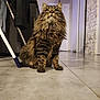 cat, tabby, fluffy, indoor, floor, tile, furniture, stone_wall, curious, pet, animal, whiskers, ears, sitting, looking_up, domestic, cozy, household, mammal, fur
