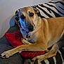 animal, blanket, boxer, bulldog, canine, couch, cushion, dog, furniture, greatdane, homedecor, hound, indoors, interiordesign, labradorretriever, pet, policedog, pug, puppy, snout
