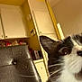 Osy joined the competition — help win amazing prizes! cat, kitchen, chair, cabinet, yellow_wall, white_cabinet, leather_chair, indoor, pet, curious, close_up, partial_face, whiskers, feline, domestic_animal, home, appliance, toaster, doorway, wall