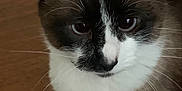 Osy joined the competition — help win amazing prizes! cat, close_up, indoor, pet, animal, brown, white, black, fur, whiskers, ears, floor, portrait, domestic_animal, cute, feline, looking_down, household, mammal, companion