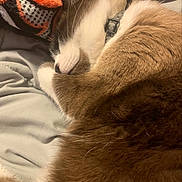 Osy joined the competition — help win amazing prizes! cat, sleeping, fur, collar, blanket, soft, cozy, rest, indoor, closeup, whiskers, pet, animal, brown, white, quiet, comfortable, nap, relaxation, warm