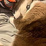 cat, sleeping, fur, collar, blanket, soft, cozy, rest, indoor, closeup, whiskers, pet, animal, brown, white, quiet, comfortable, nap, relaxation, warm