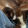 Osy is registered to the contest to win money with this photo: cat, sleeping, fur, white_paw, denim, jeans, wooden_floor, close_up, pet, cozy, relaxation, indoor, whiskers, paw, resting, animal, domestic_cat, brown_fur, black_nose, comfort