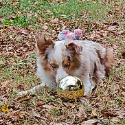 Millie is registered to the contest to win money with this photo: animal, autumn, brown, crouching, dog, ears, focus, fur, golden_ball, grass, ground, intense_eyes, leaves, nature, outdoor, pet, playful, reflection, toy, white