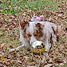 animal, autumn, brown, crouching, dog, ears, focus, fur, golden_ball, grass, ground, intense_eyes, leaves, nature, outdoor, pet, playful, reflection, toy, white