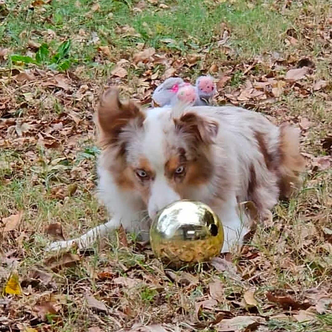 Millie