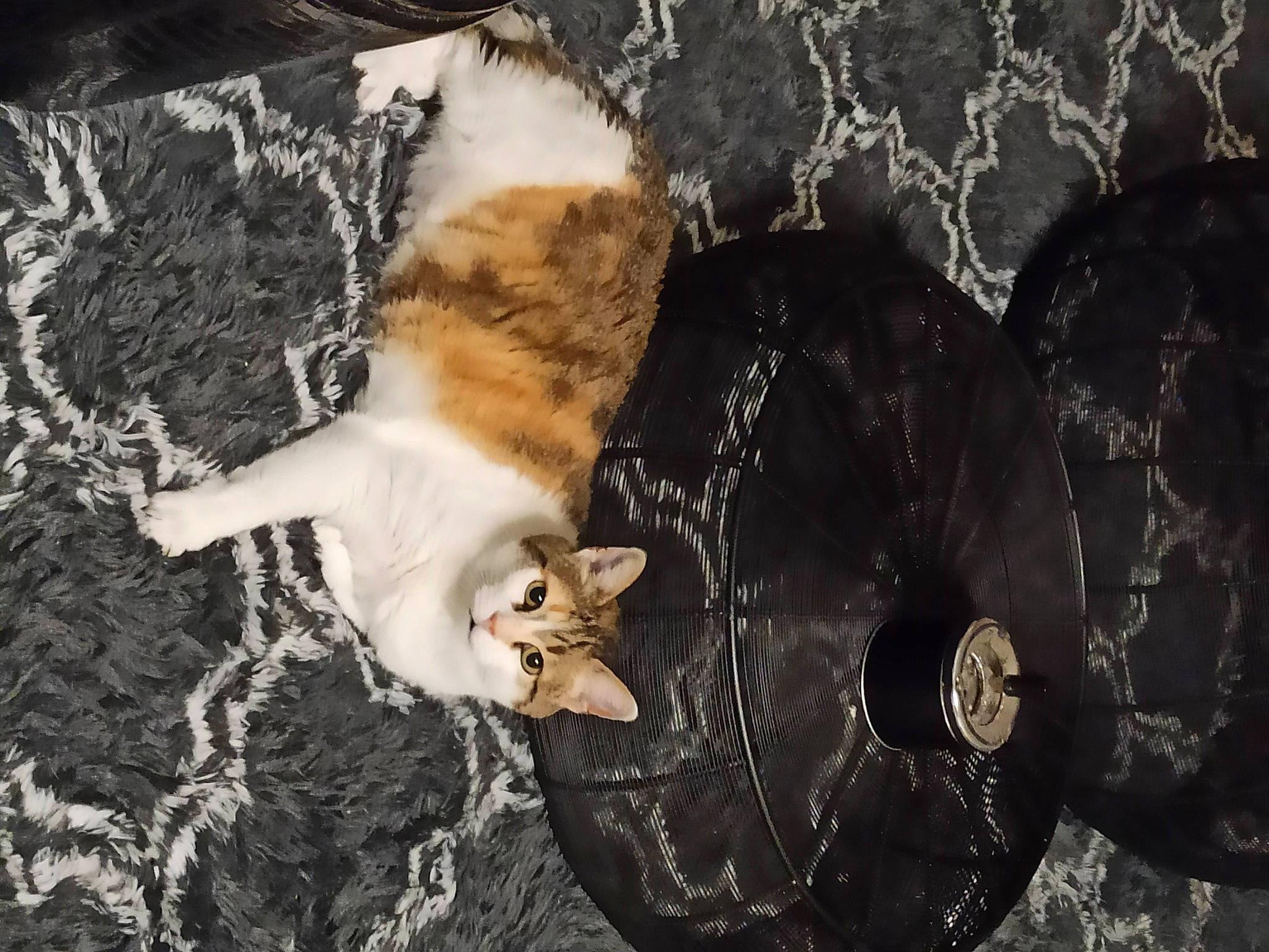 Boogie participe au concours pour gagner de l'argent avec cette photo : canidae, carnivore, cat, claw, darkness, dog_breed, domestic_short_haired_cat, fawn, felidae, fur, paw, small_to_medium_sized_cats, snout, soil, sporting_group, tail, tree, whiskers, winter, wood