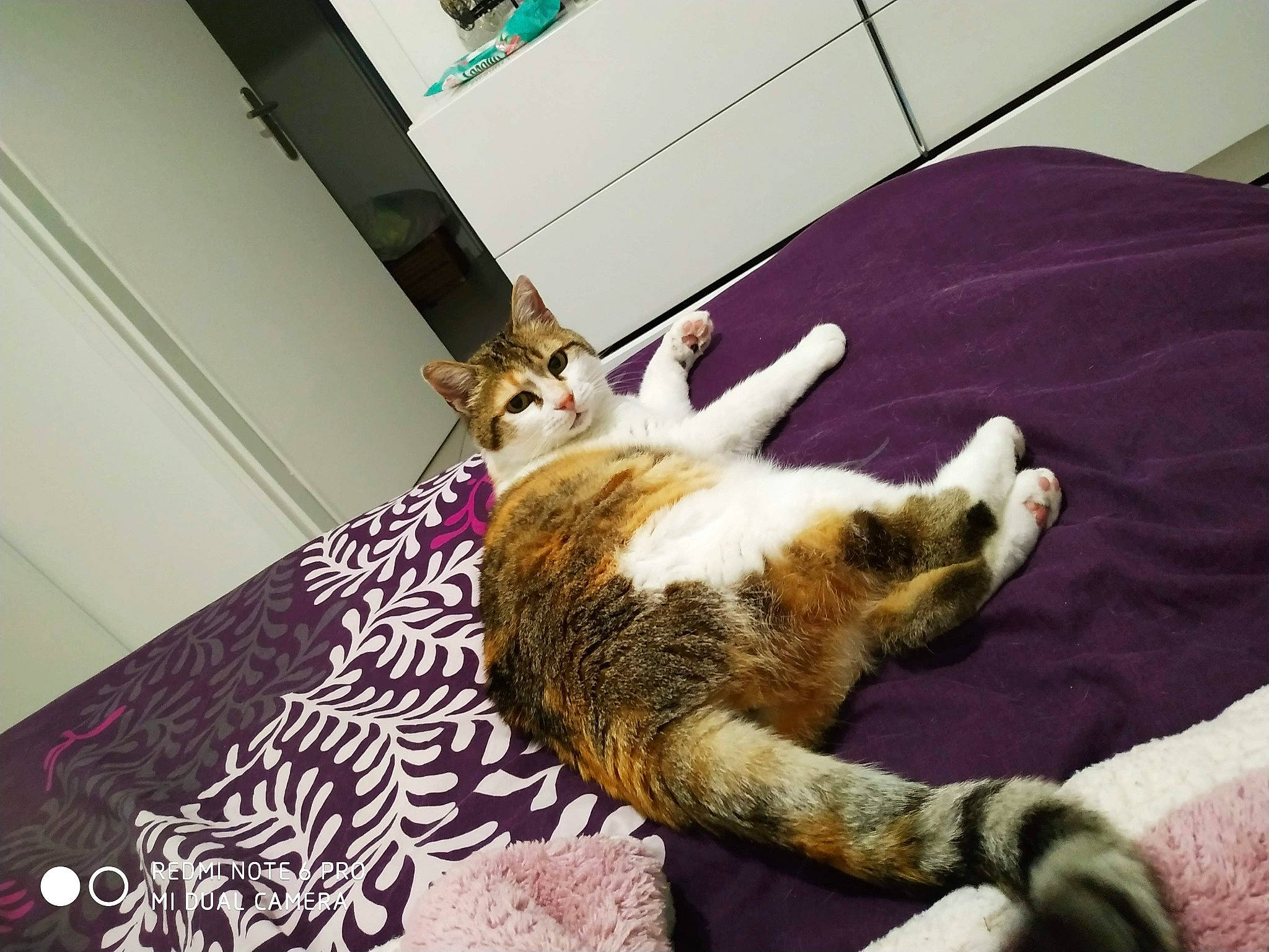 Boogie participe au concours pour gagner de l'argent avec cette photo : bed, carnivore, cat, claw, comfort, companion_dog, dog_breed, domestic_short_haired_cat, fawn, felidae, flooring, fur, hardwood, linens, paw, room, small_to_medium_sized_cats, tail, whiskers, wood